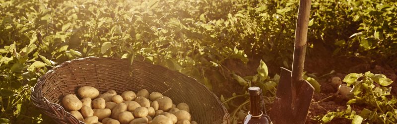 Photo montrant un champ de pommes de terre