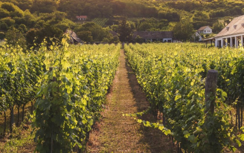 Vines in an autumnal atmosphere
